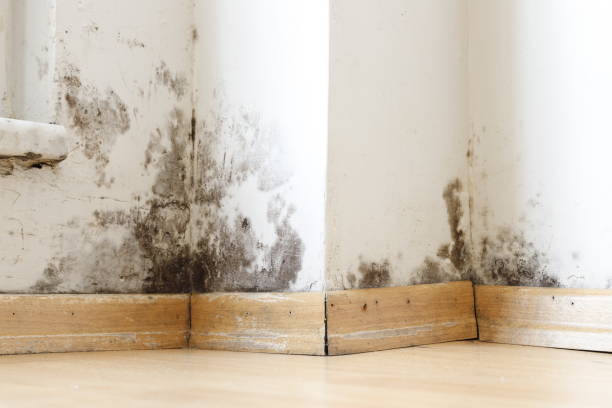 Damp buildings damaged by black mold and fungus, dampness or water. Damp buildings damaged by black mold and fungus, dampness or water. infiltration, insulation and mold problems in the wall of the house mold stock pictures, royalty-free photos & images