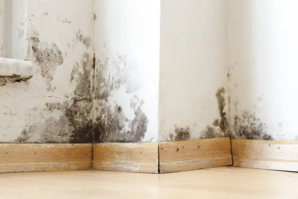 Photo of Damp buildings damaged by black mold and fungus, dampness or water.