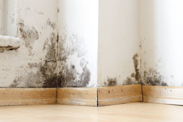 edifícios úmidos danificados por mofo preto e fungos, umidade ou água. - rotting - fotografias e filmes do acervo