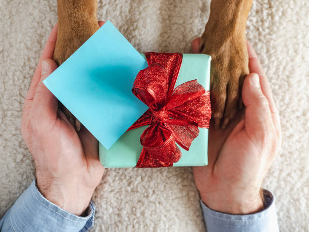 istock Dog paws, male hands and gift box 1400306754