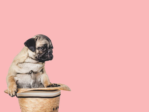 istock Lovable, pretty puppy and sun hat. Close-up, indoors 1400306930