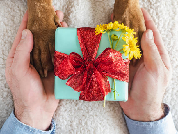 istock Dog paws, male hands and gift box 1400307559