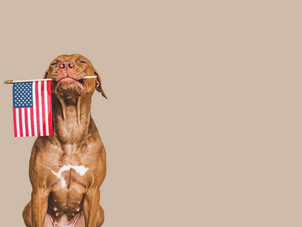 istock Lovely brown puppy with a small American Flag 1400307774
