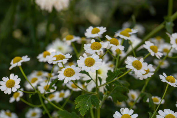 istock Blooming daisy flower on a summer sunny day macro photo. 1400307962