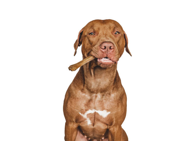 istock Lovable, pretty brown puppy, holding a bone 1400307997