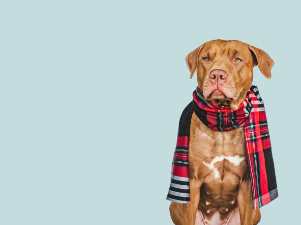 istock Lovable, pretty brown dog. Pet care concept 1400308092