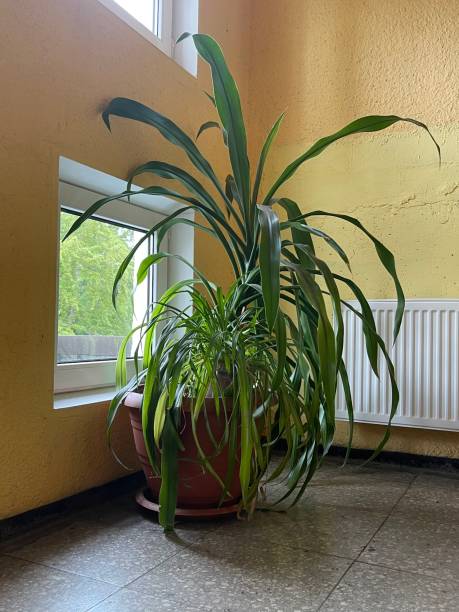 istock Green plant in a pot 1400308694