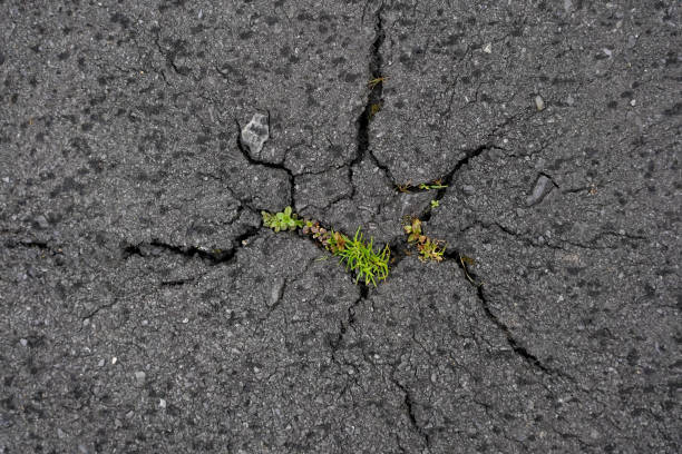 istock Plants growing through cracks of an asphalt road 1400309272