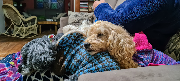 Two dogs wearing winter clothes, sleeping together on a couch, with a woman wearing winter clothing. Domestic scene.