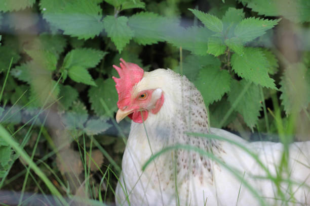 istock rooster or cock, a male chicken 1400310899