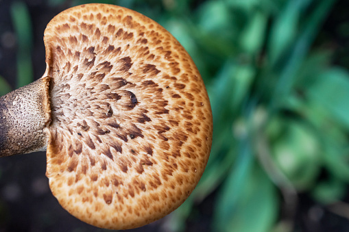 Pheasant back mushroom against a natural green background.  Copy space on right.