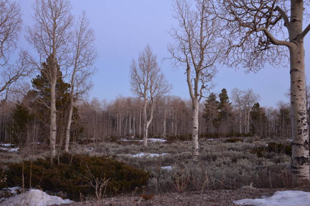 Idyllic Aspen Trees Against Cold Winter Setting Sun Taken At Aspen Nature Trail, Vernal, Utah vernal utah stock pictures, royalty-free photos & images