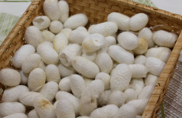 istock pile of white silkworm cocoons collected in a wicker basket 1400312344