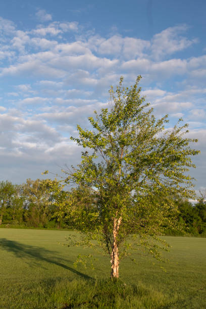 istock Paper birch tree on a field of grass with blue sky and white cloudy background 1400313487
