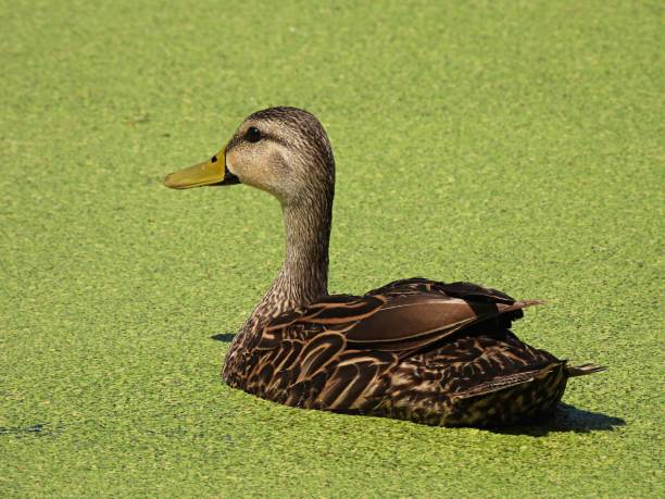 istock Mottled Duck (Anas fulvigula) swimming in the duckweed 1400314301