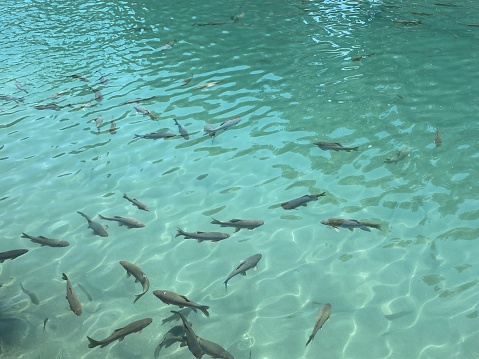 Freshwater carps feeding with sun reflex on the pond water. Top view.