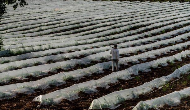 trabajador que trabaja en un campo de invernadero - plowed field field fruit vegetable fotografías e imágenes de stock