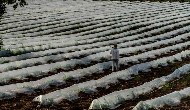 travailleur travaillant dans un champ de serre - plowed field field fruit vegetable photos et images de collection