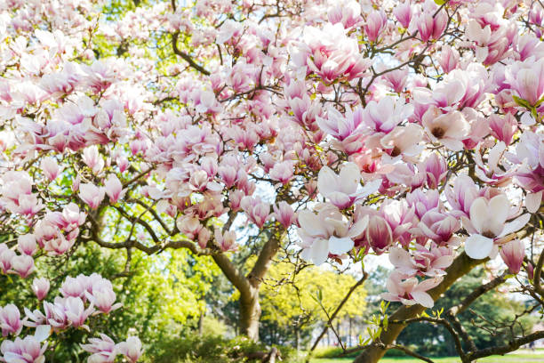 春に美しい花が咲くモクレンの木 - sunlight flower magnolia flower head ストックフォトと画像