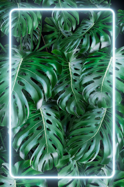 istock Lush foliage monstera leaves background with a rectangle led white neon light, 80's retro style 1400314816