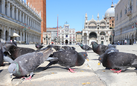 many pigeons on the main square of Venice in Italy in Europe
