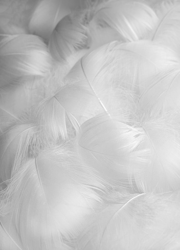 White fluffy bird feathers and a drop of water. Beautiful fog. The texture of delicate feathers. soft focus.
