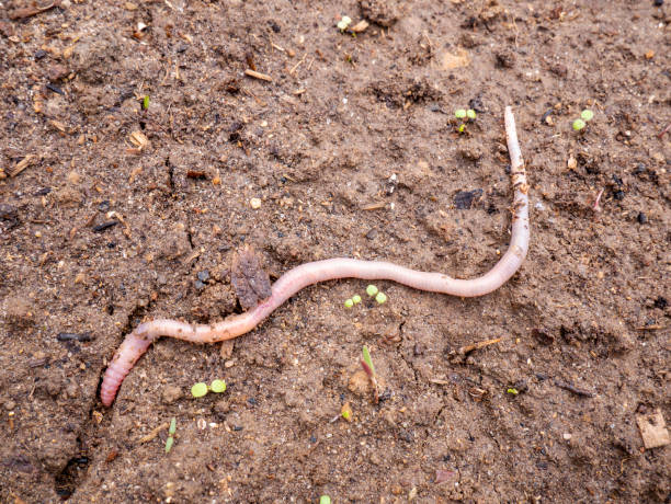 una lombriz de tierra en el suelo. los gusanos reciclan los desechos de las plantas en un rico mejorador del suelo. gusano para la pesca dendrobaena veneta. - fishing worm fotografías e imágenes de stock