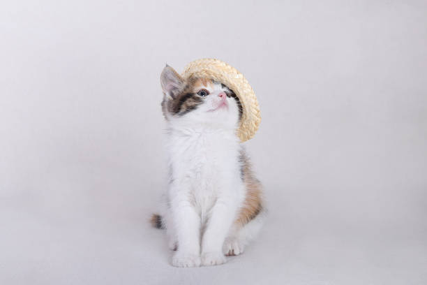Cat in a straw hat. Kitten on beautiful neutral background perfect for postcards. Cute tabby Kitten on white plaid at home. Looking at camera. Concept of adorable little pets. Home pet. Cozy home Сat