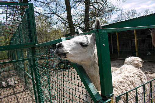 Cute alpaca (lama, llama) in animal farm. Beautiful alpaca or llama in paddock cade. Animal portrait eating hay. Close up tender alpaca in llama farm or zoo. Furry lama feeding care concept