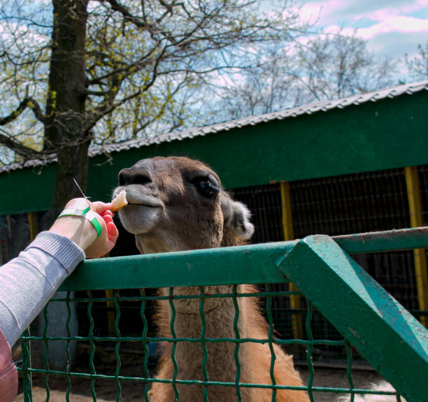 Lama eats food from a woman's hand at the zoo.