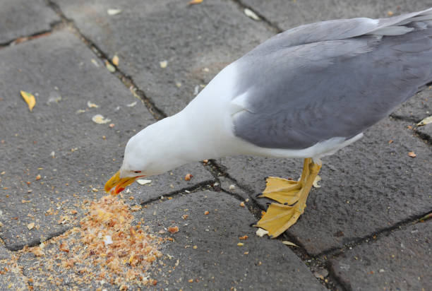 large seagull with webbed legs while pecking at the crumbs left by tourists