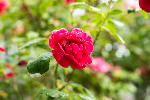 Rose of Paradise
