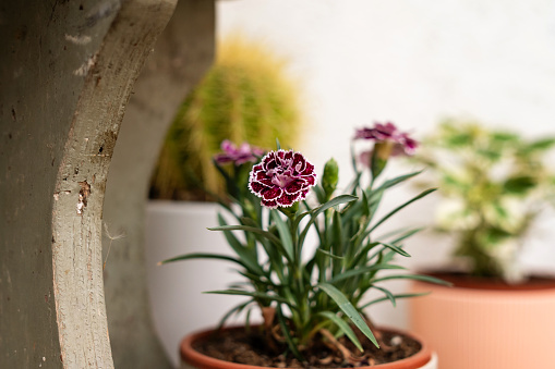 Many ceramic pots with bright spring flowers are arranged in a row.