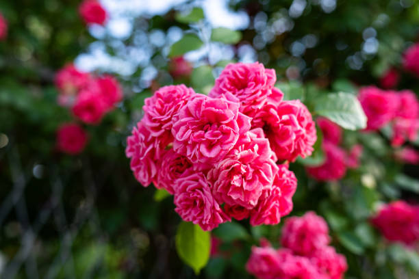 istock Rose color roses in garden 1400321314