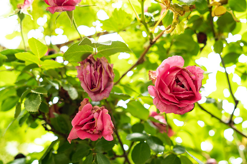 Close up shot of Rose color roses on sunny day in garden
