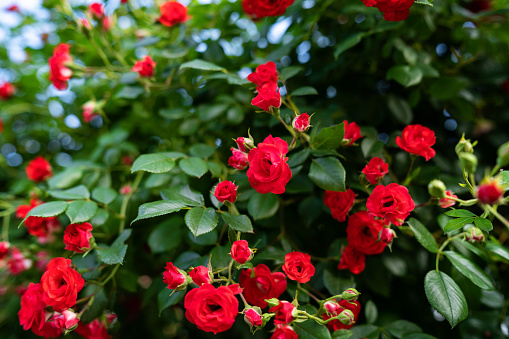 Full frame shot of Red roses in garden