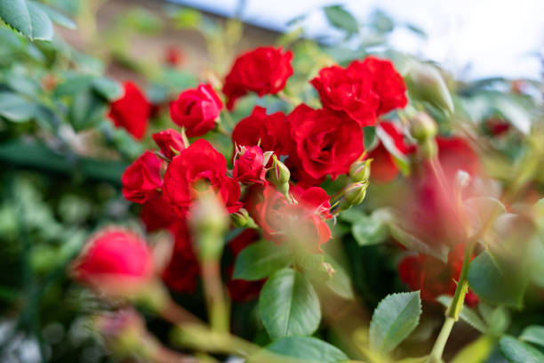 istock Beautiful red roses in garden 1400321329
