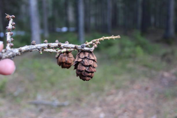 istock larch branch with a cone close-up 1400323450