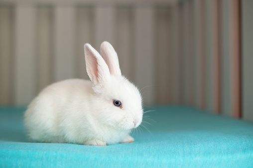 white cute rabbit on the bed and a place to copy