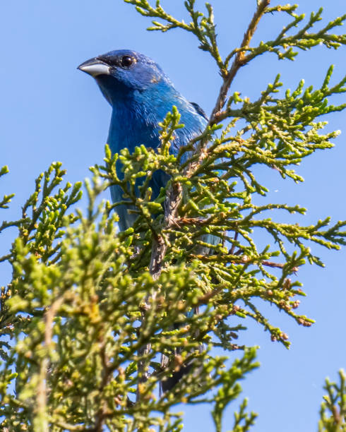 istock Indigo bunting on a branch 1400323786