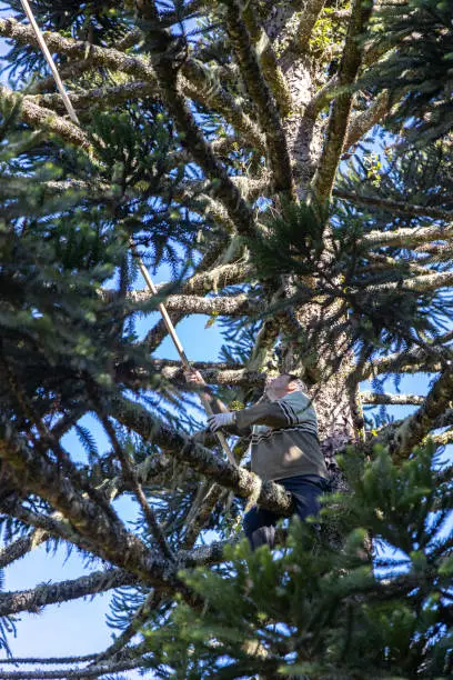 Photo of A farmer climbs an Araucaria pine tree to catch pine cones and pinions with a bamboo in the south of Brazil