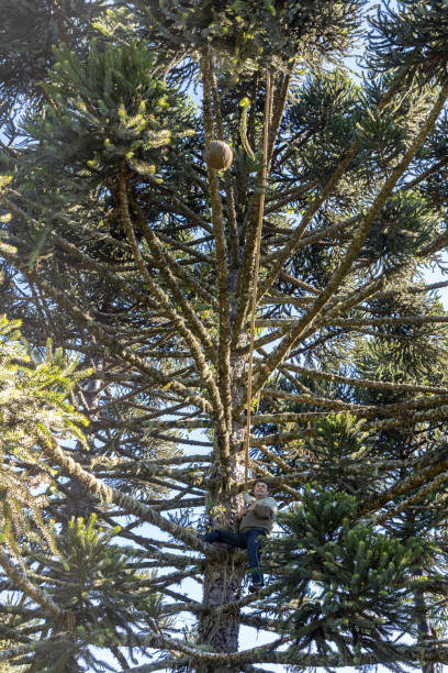 un agriculteur grimpe à un pin araucaria pour attraper des pommes de pin et des pignons avec un bambou dans le sud du brésil - pine nut tree pine tree pine cone photos et images de collection