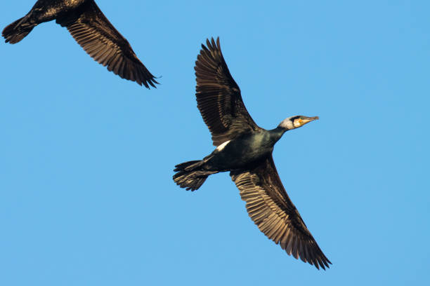 istock Great cormorants flying in sky during spring migration 1400327841