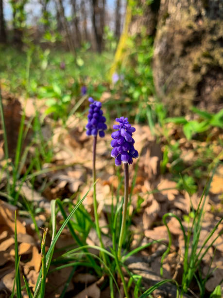 Early spring blue bells wild flowers. Close up blue grape hyacinths.