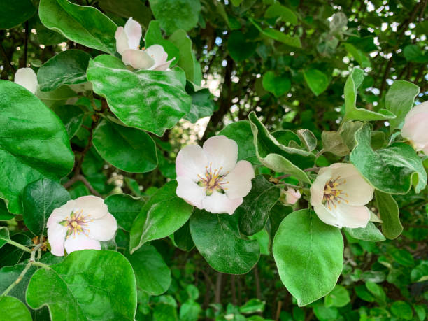 istock Blooming flowers on a wild quince tree. Spring nature background. 1400328156