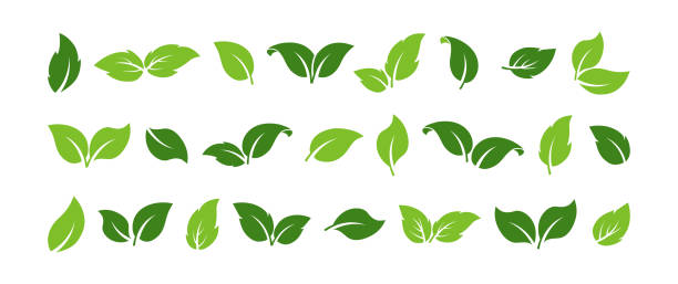 緑の葉の木のベクターアイコン、有機エコセット、芽植物の葉、バイオシンボルは形状が異なります。シンプルなエコロジーラベル ネイチャーイラスト - mint chinese medicine herb tea点のイラスト素材／クリップアート素材／マンガ素材／アイコン素材