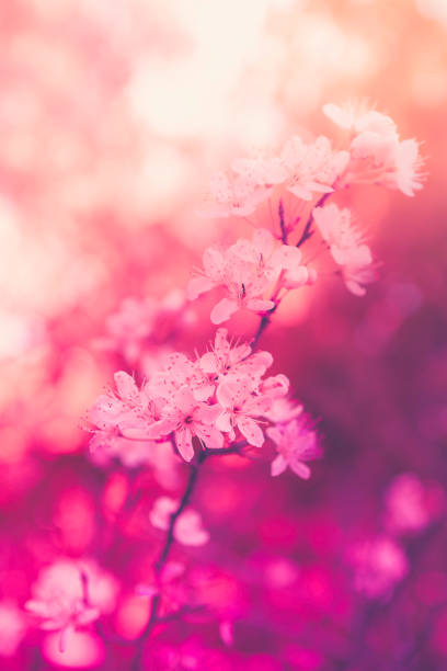 istock Retro-style white plum flowers on the pink background 1400329118