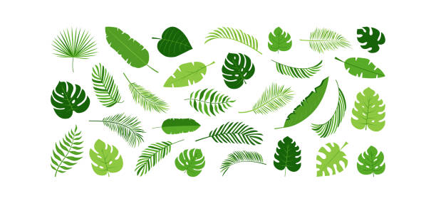 illustrazioni stock, clip art, cartoni animati e icone di tendenza di icona vettoriale della foglia di palma, albero vegetale verde, set di fogliame esotico, giungla tropicale. illustrazione estiva della natura - white background fruit vacations nature