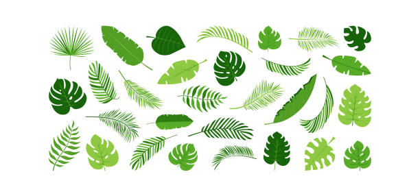 bildbanksillustrationer, clip art samt tecknat material och ikoner med palm leaf vector icon, green plant tree, exotic foliage set, tropical jungle. nature summer illustration - palmblad