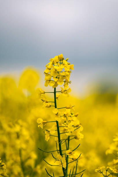 schließen sie rapsblumen auf der schwedischen landschaft in scania, schweden. - trelleborg stock-fotos und bilder